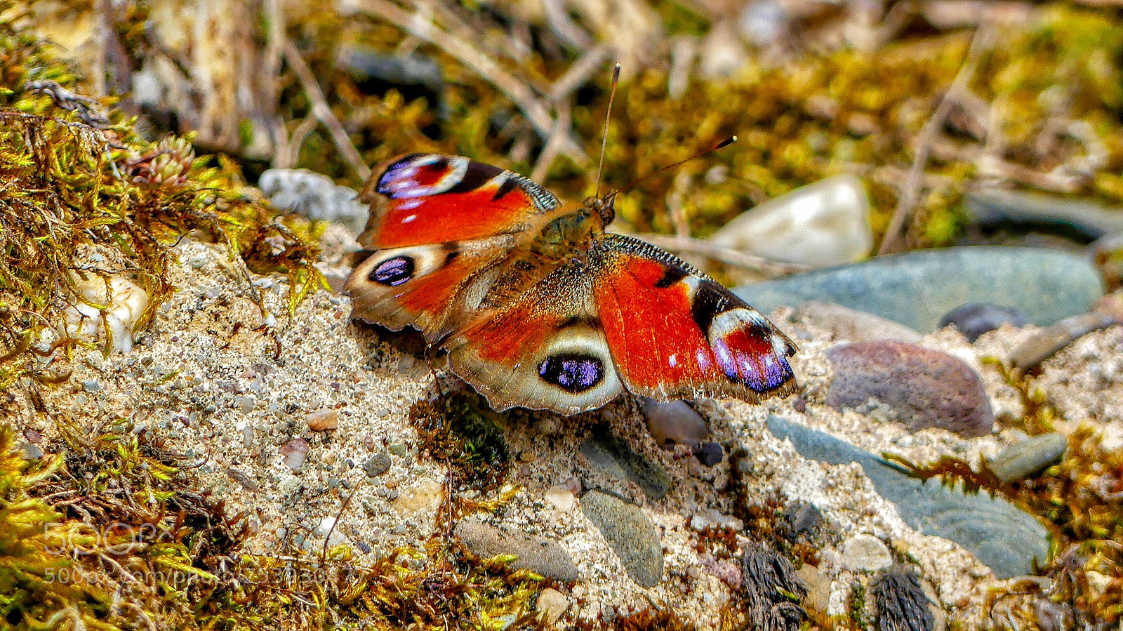 Panasonic Lumix DMC-FZ300 sample photo. The european peacock ii.... photography