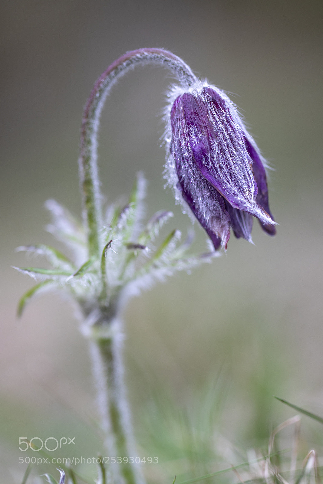 Canon EOS 5D Mark IV sample photo. After the rain... photography