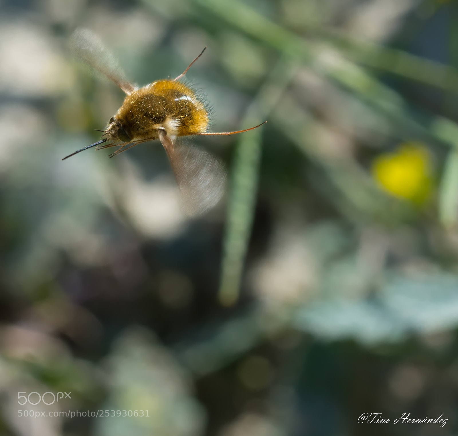 Nikon D7200 sample photo. Flying free photography