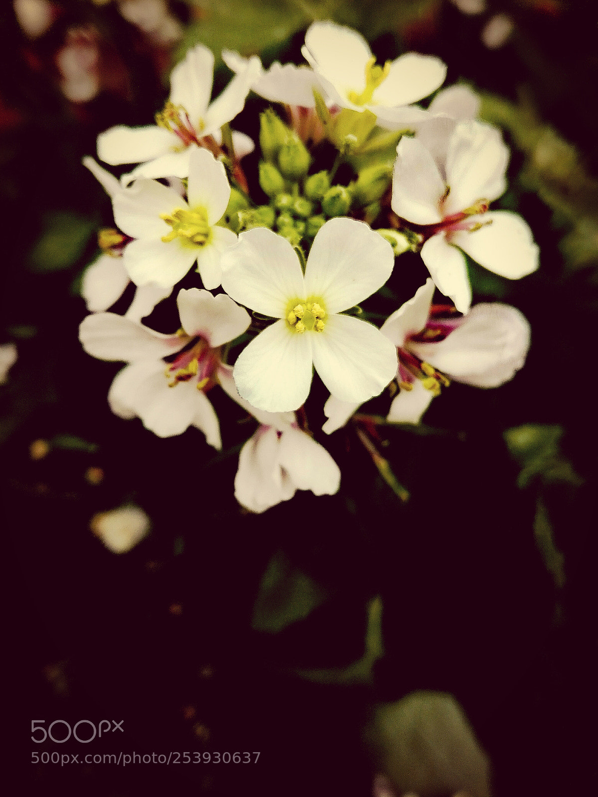 HUAWEI P8 Lite sample photo. Little flowers photography