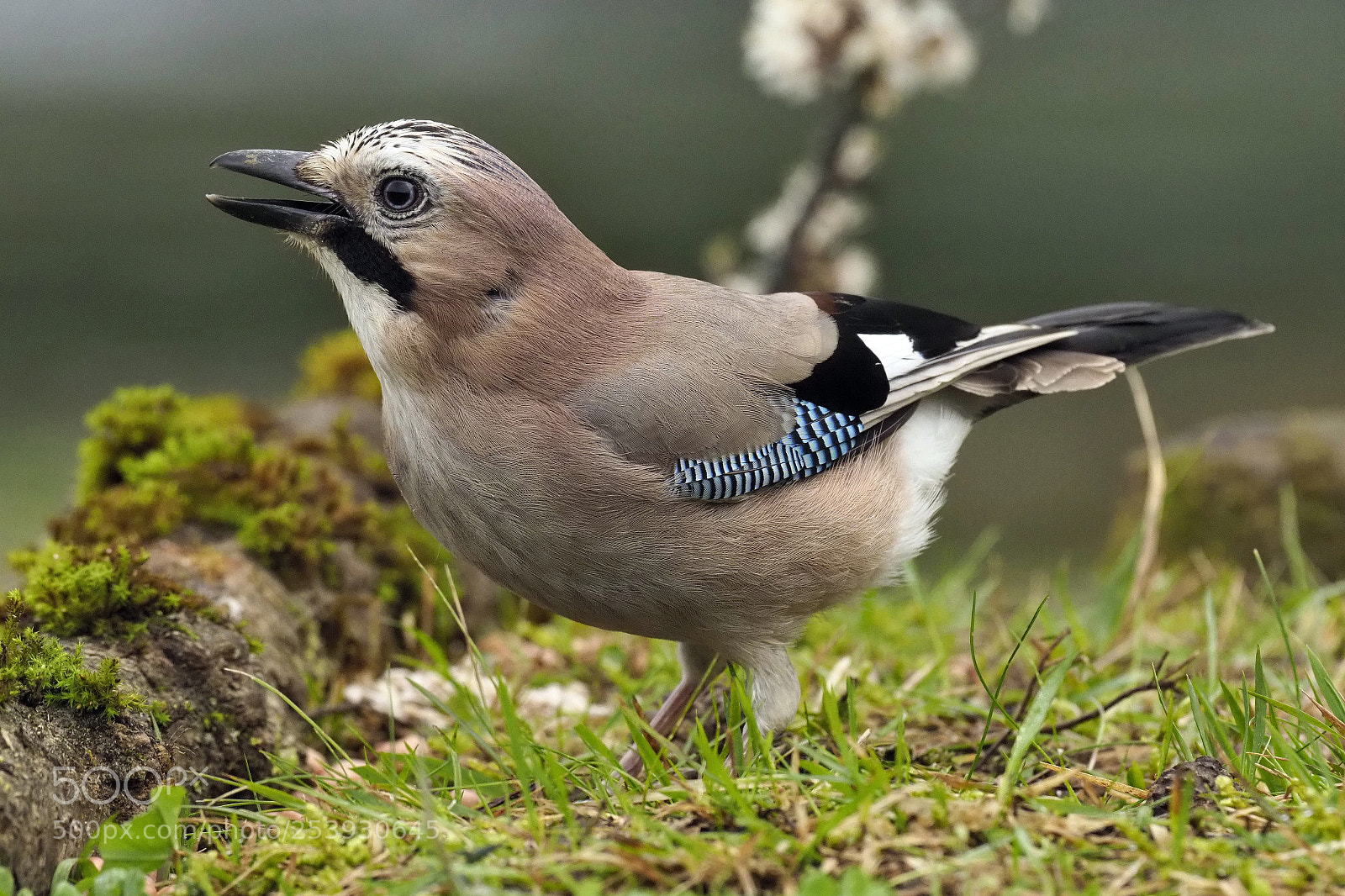 Olympus OM-D E-M1 Mark II sample photo. Eurasian jay photography