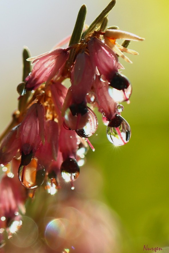 Canon EF 100mm F2.8L Macro IS USM sample photo. Colors and drops photography
