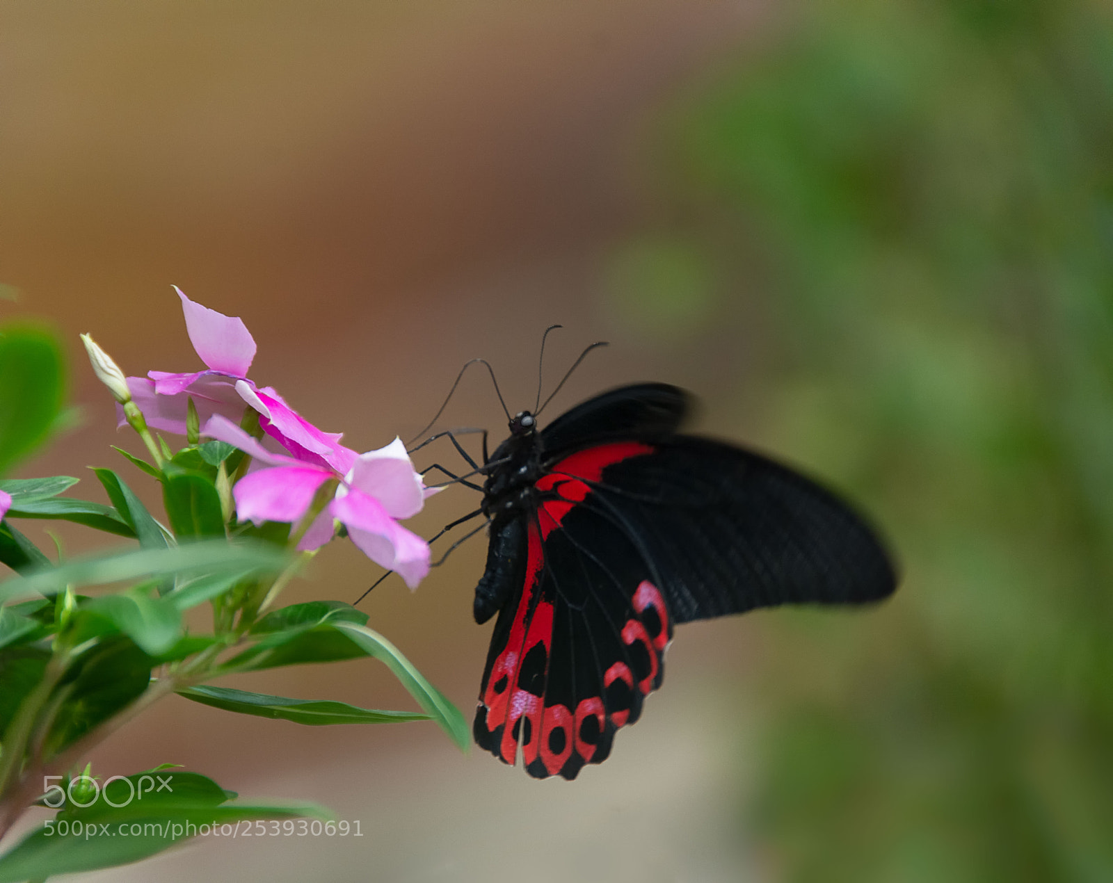 Nikon D7100 sample photo. Butterfly photography