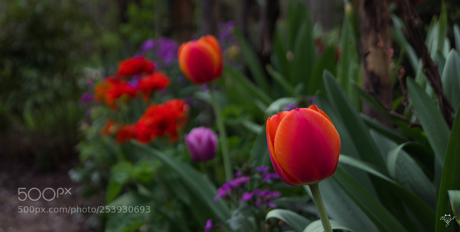 Sony SLT-A68 sample photo. Tulipan photography