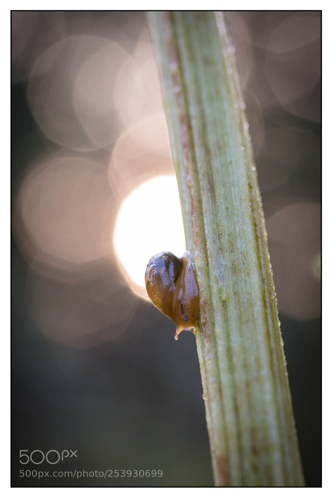 Canon EOS 5DS R sample photo. Snails studies. etudes d'escargots photography