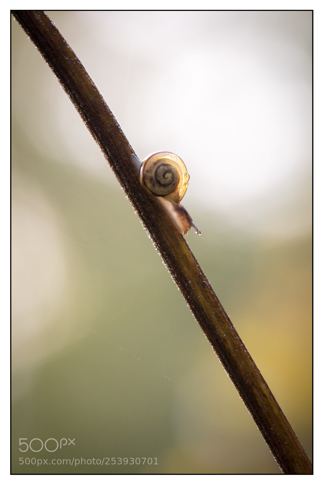 Canon EOS 5DS R sample photo. Snails studies. etudes d'escargots photography