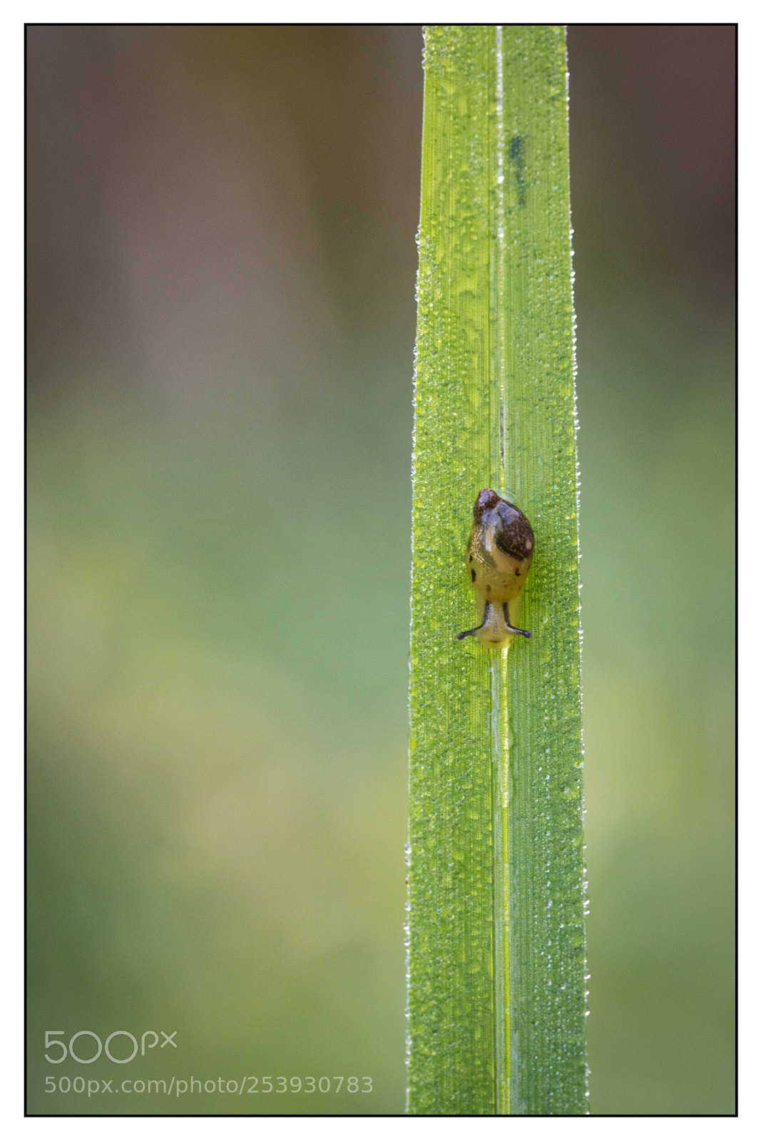 Canon EOS 5DS R sample photo. Snails studies. etudes d'escargots photography