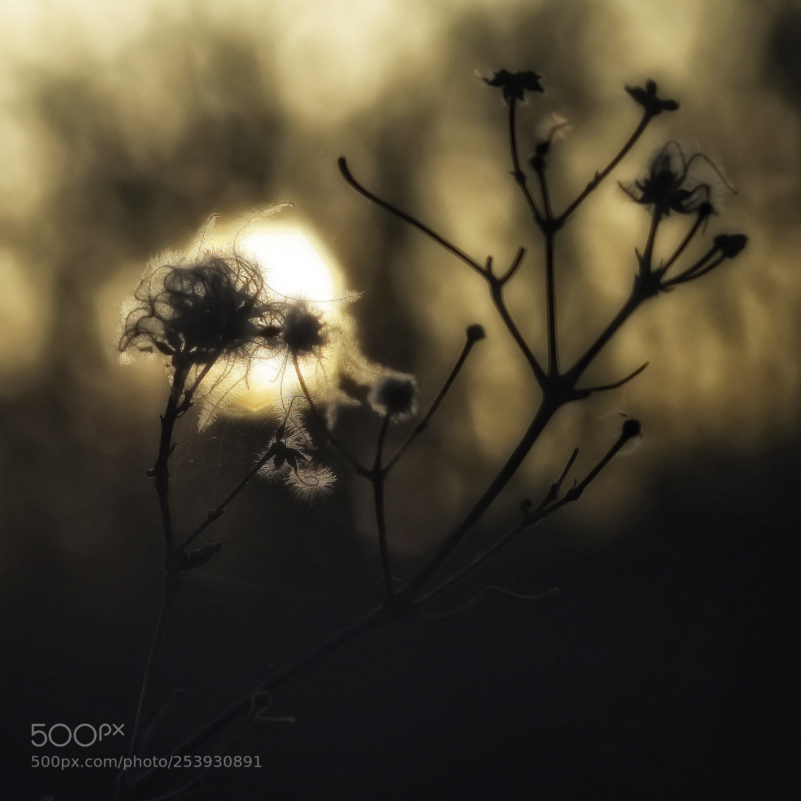 Nikon D810 sample photo. Sunset light photography