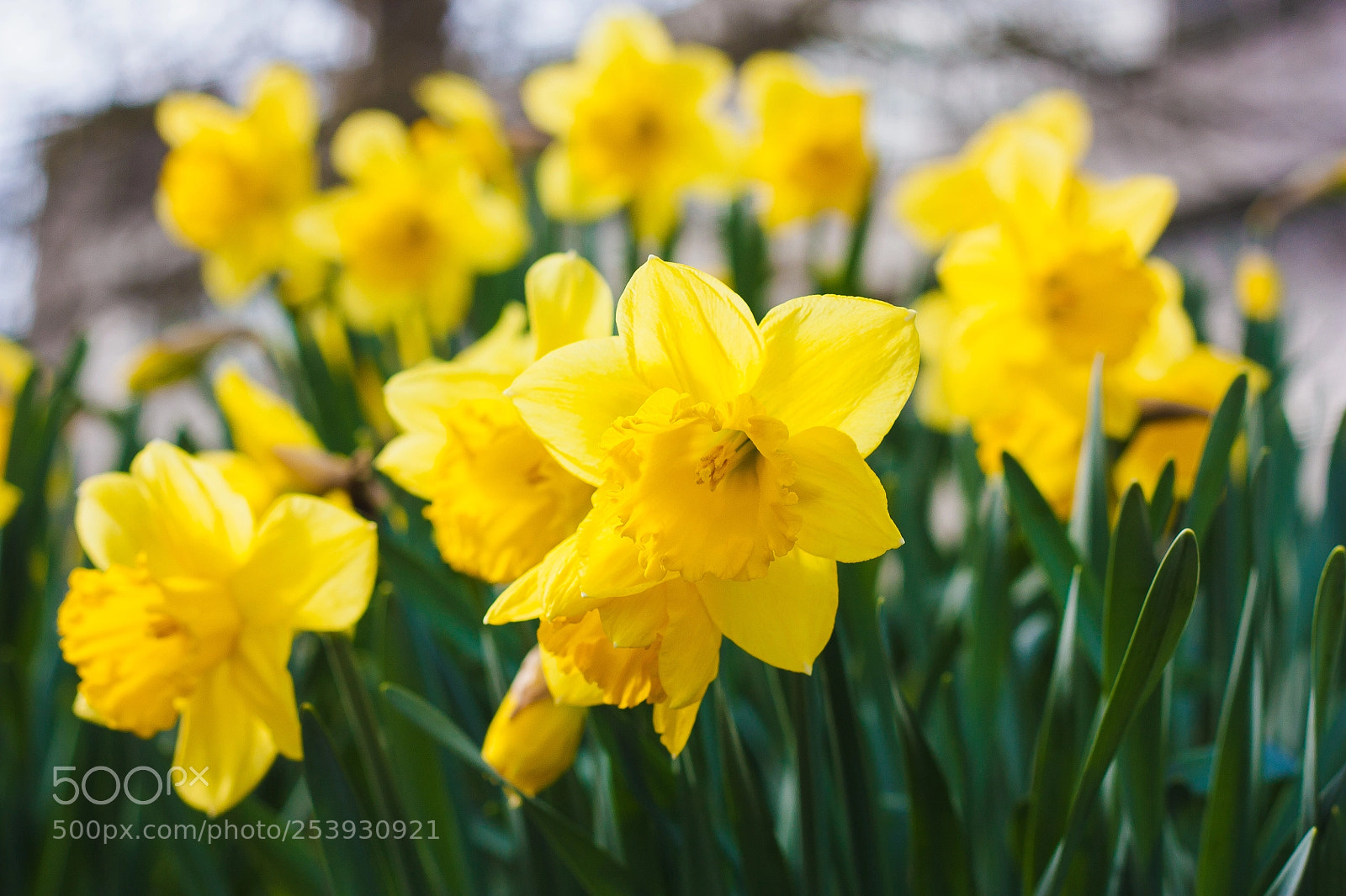 Canon EOS 450D (EOS Rebel XSi / EOS Kiss X2) sample photo. Springtime flowers photography