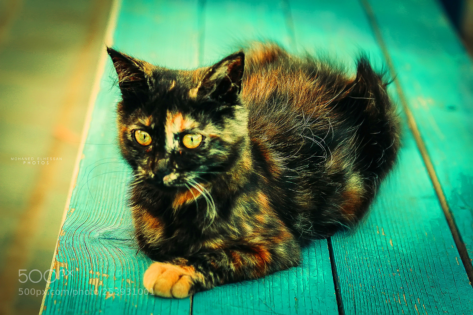 Canon EOS 600D (Rebel EOS T3i / EOS Kiss X5) sample photo. Lost a cat ? photography