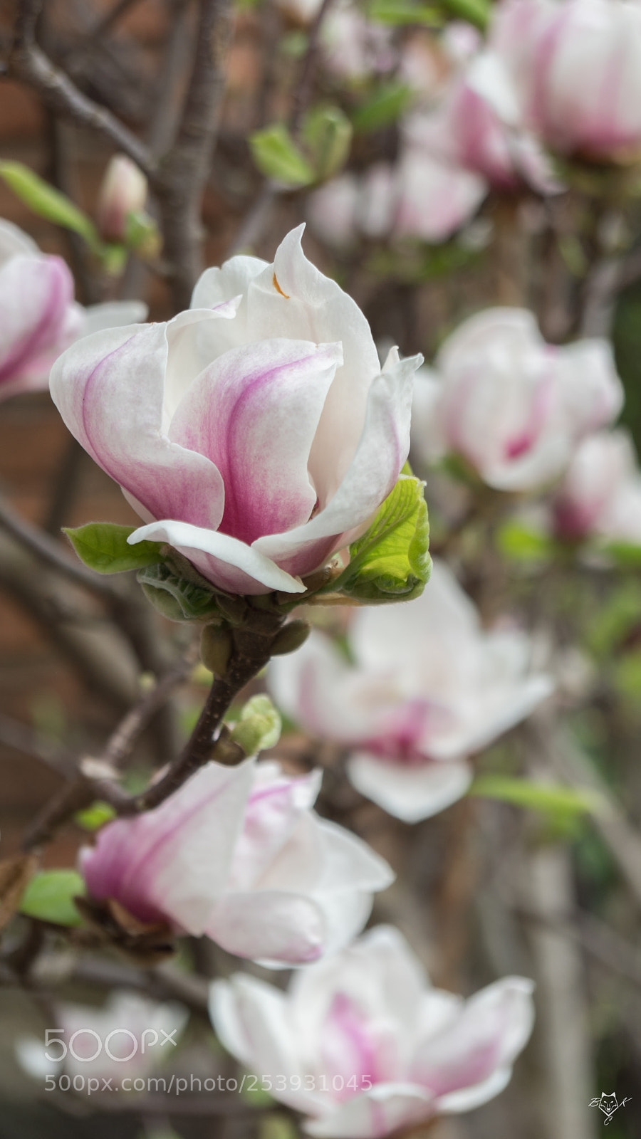 Sony SLT-A68 sample photo. Untitled photography