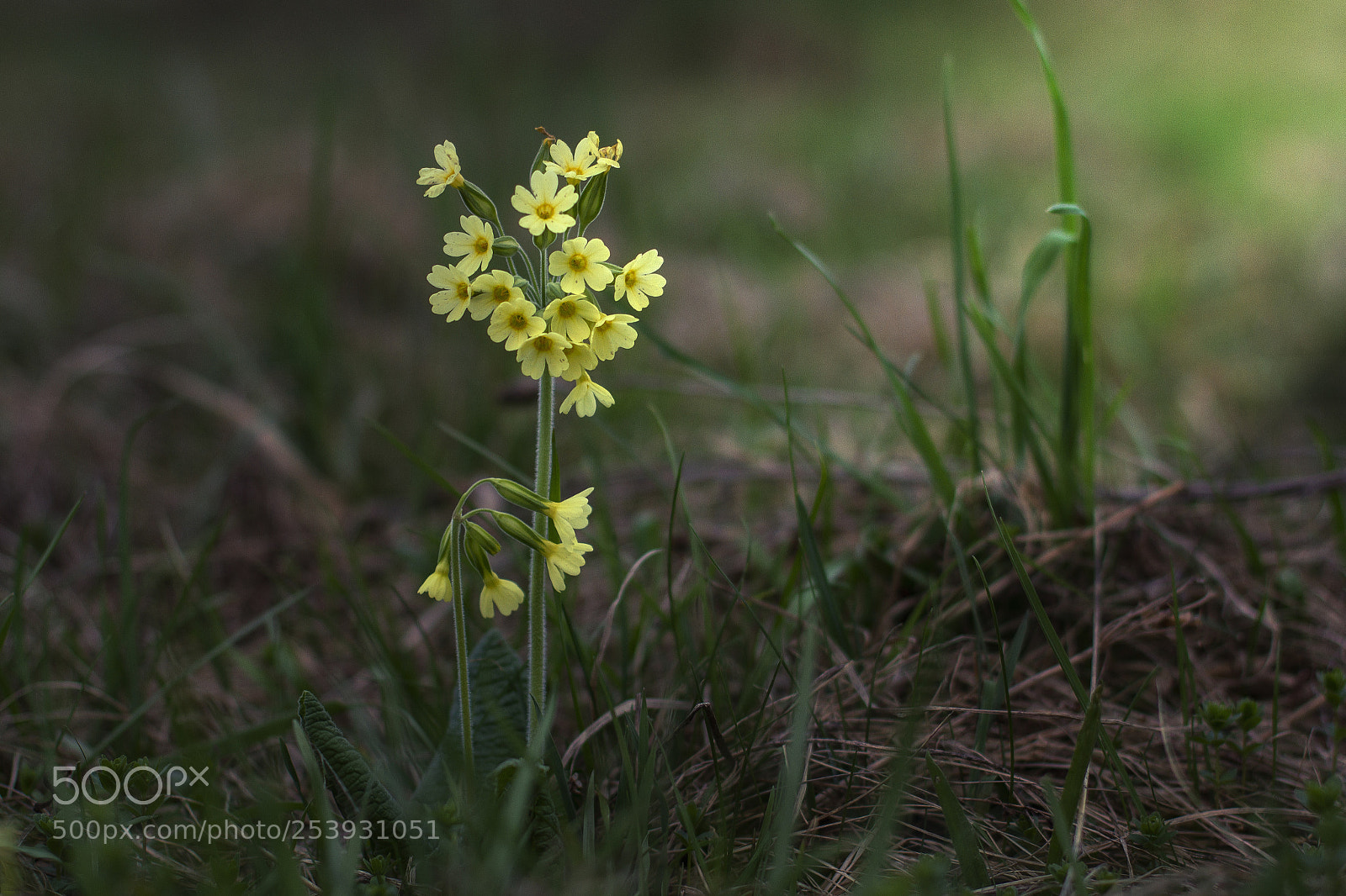 Canon EOS 7D sample photo. Primula photography