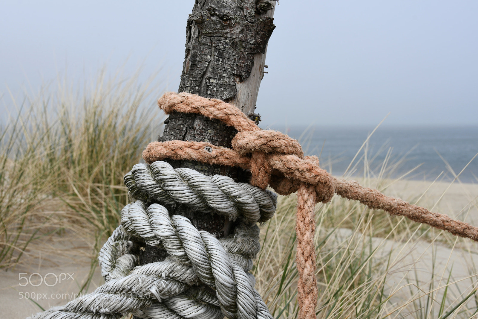 Nikon D7500 sample photo. Reaching for the beach photography
