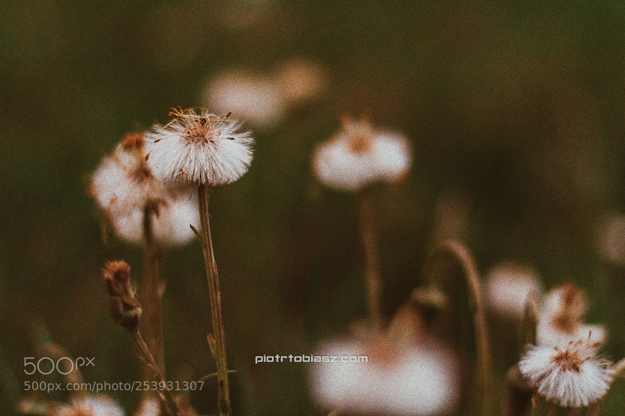 Canon EOS 7D sample photo. Flowers. photography