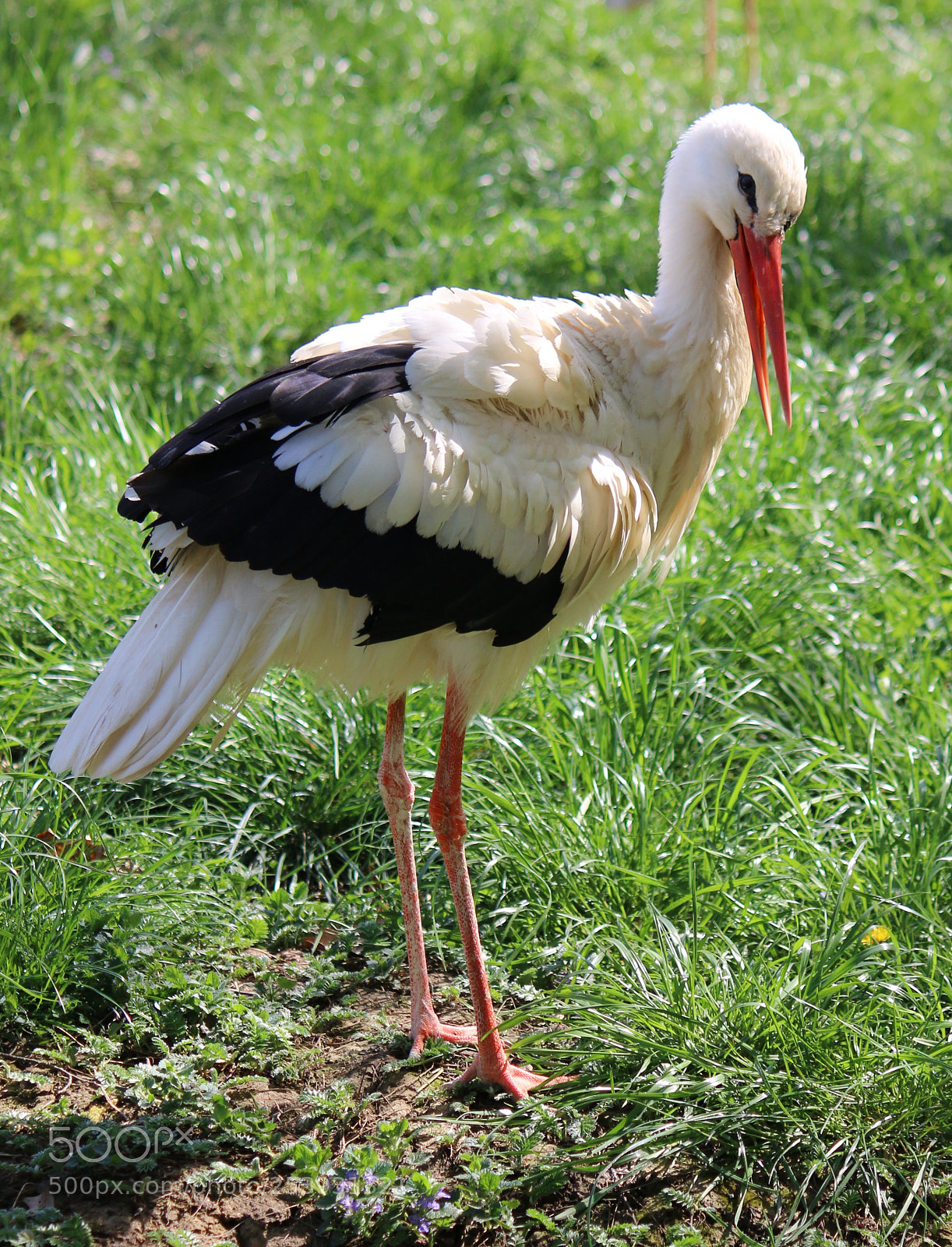 Canon EOS 70D sample photo. Mr. stork photography