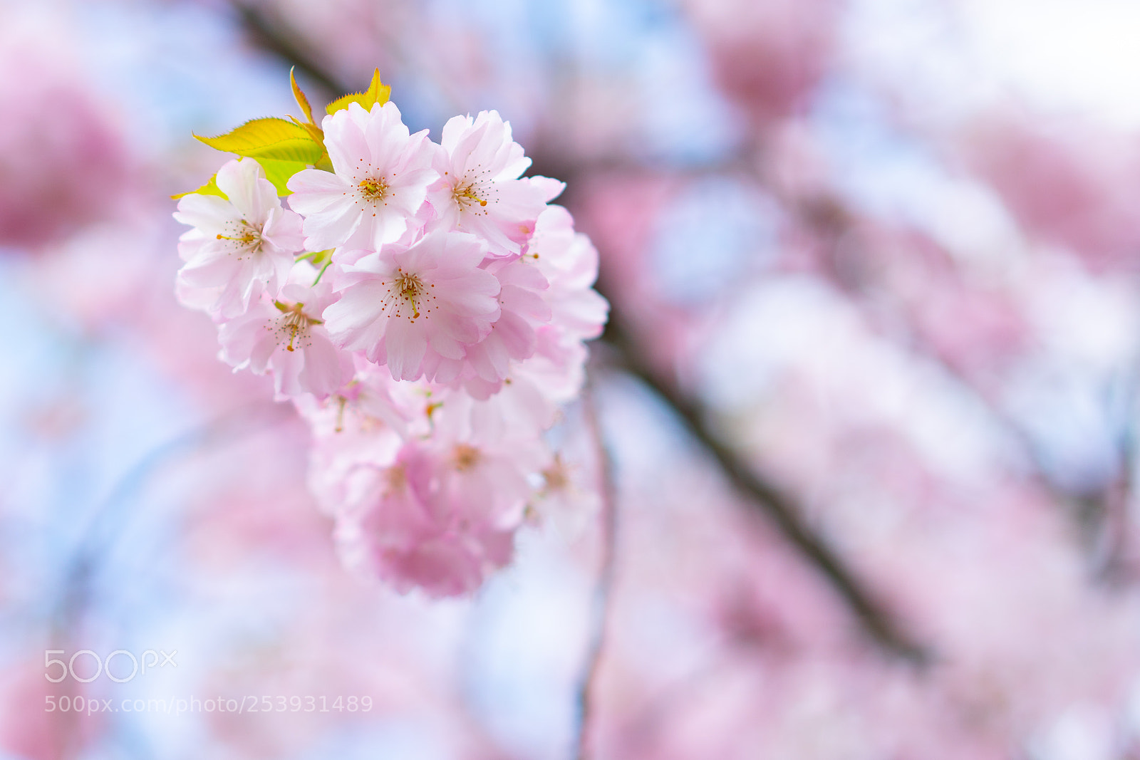 Sony a6500 sample photo. Salura photography