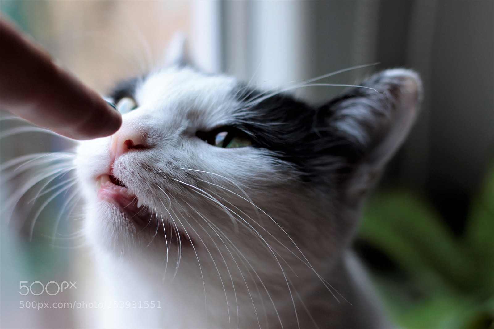 Canon EOS 50D sample photo. Sniff sniff photography