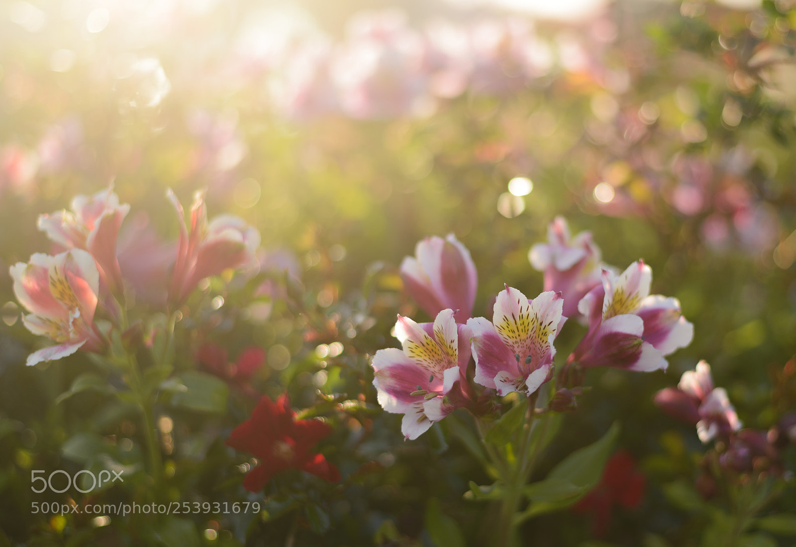 Nikon D610 sample photo. Serenity photography