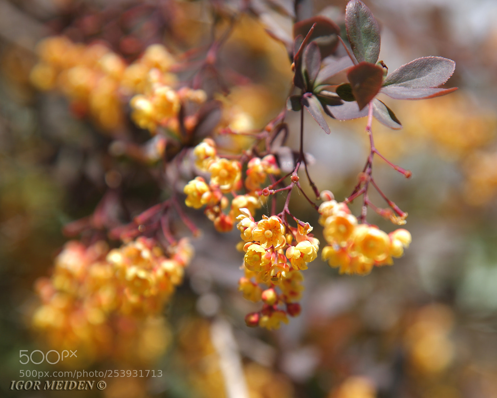 Canon EOS 5D Mark II sample photo. Moscow. park tsaritsyno photography