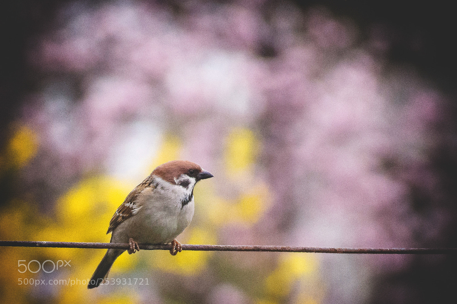 Nikon D7200 sample photo. Sparrow photography