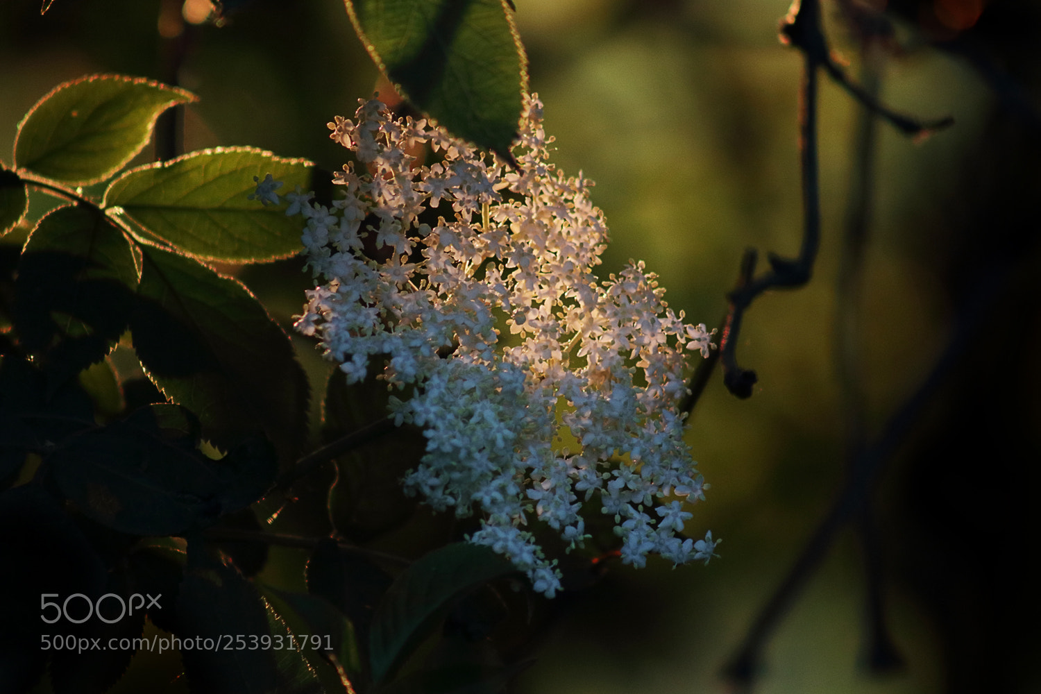 Canon EOS 80D sample photo. Lichtstreif auf holunderblüte photography