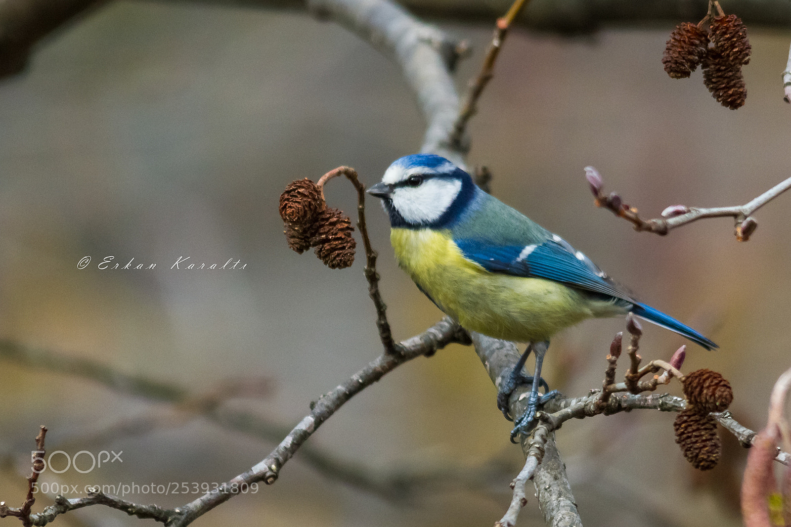 Canon EOS 7D sample photo. Eurasia blue tit photography