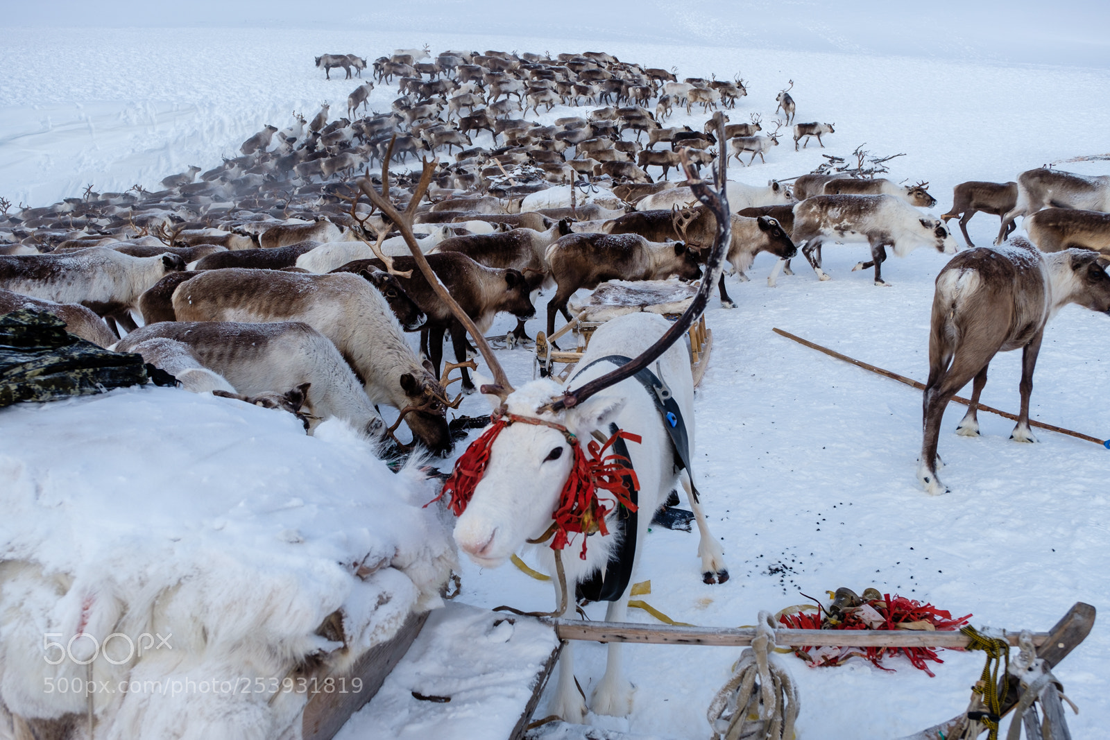 Fujifilm X-T2 sample photo. Reindeer herd in a photography