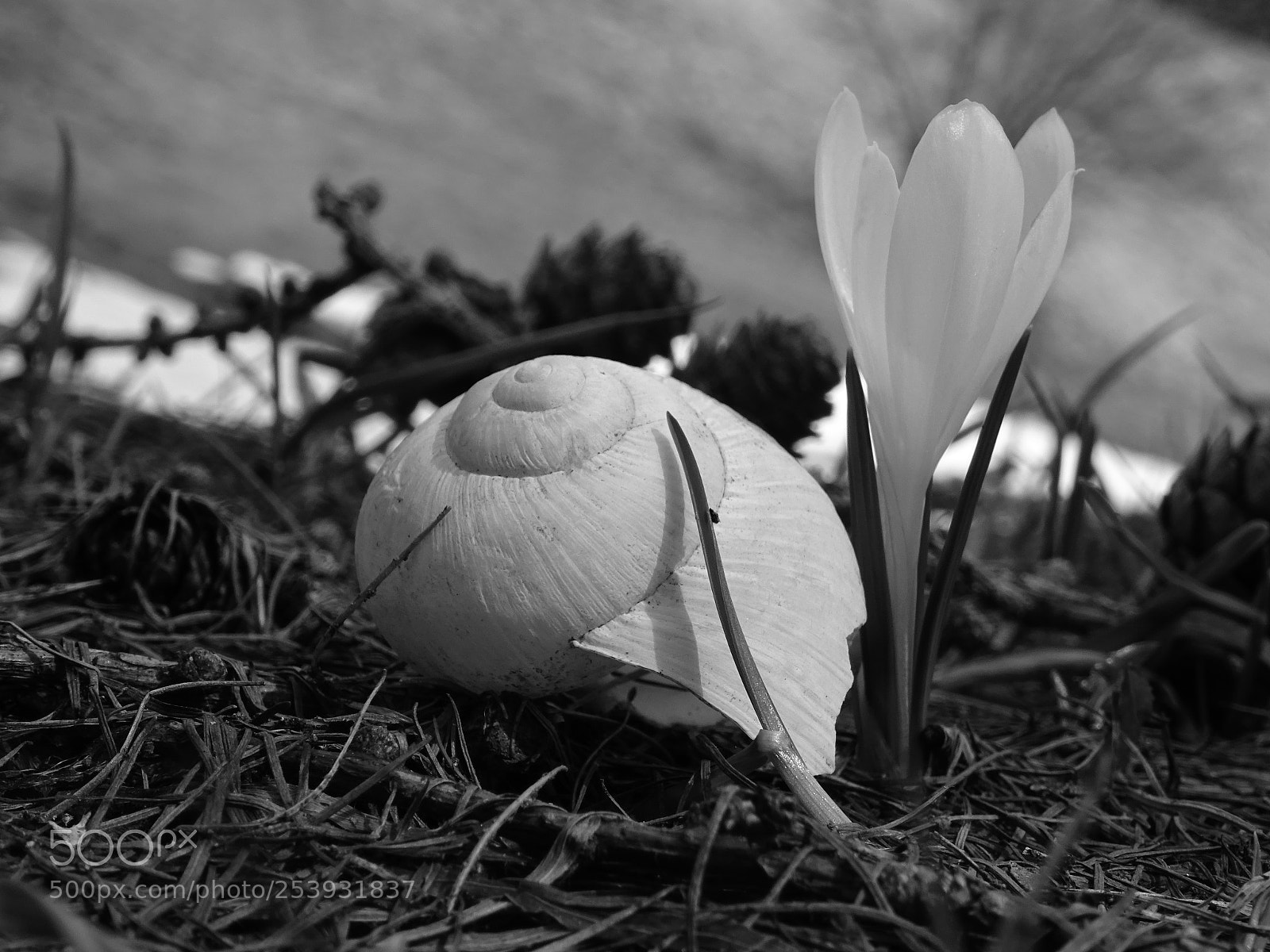 Sony DSC-HX60V sample photo. Krokus s/w... photography
