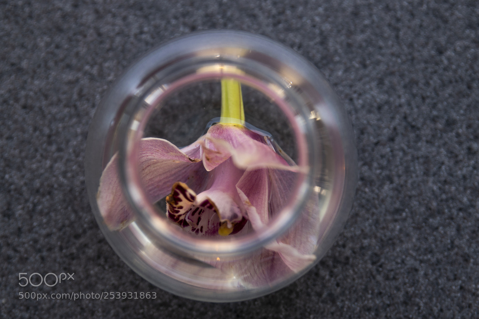 Nikon D3300 sample photo. Pink orchid flower from photography