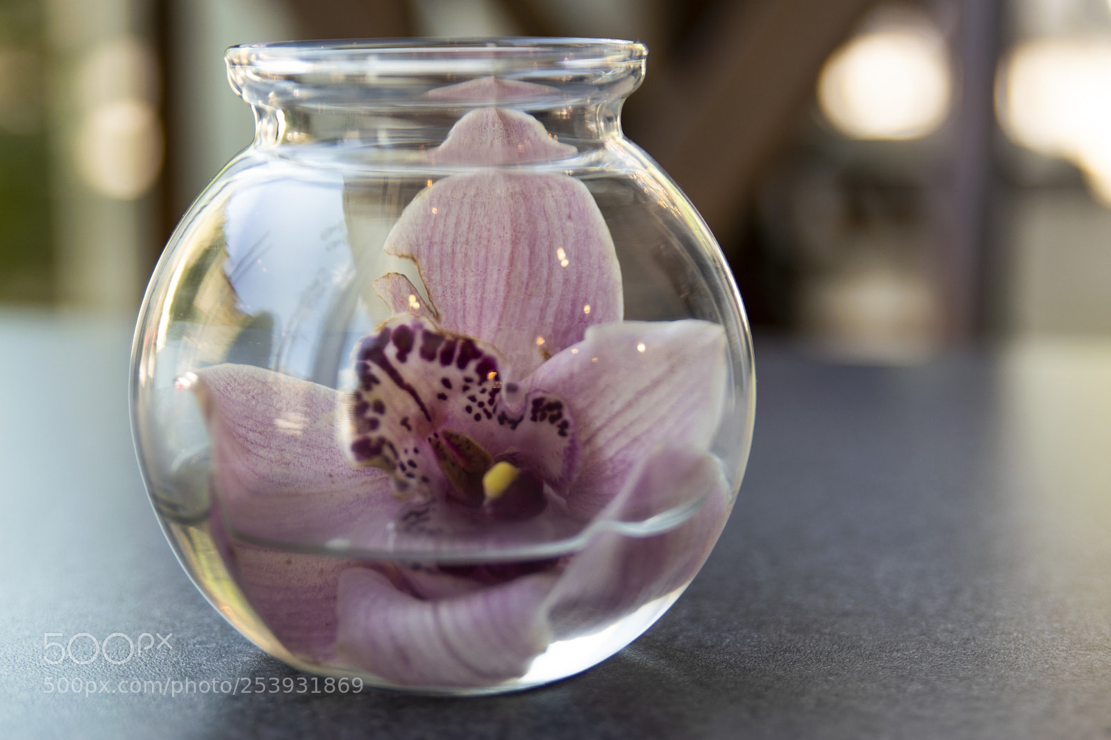 Nikon D3300 sample photo. Pink orchid flower in photography