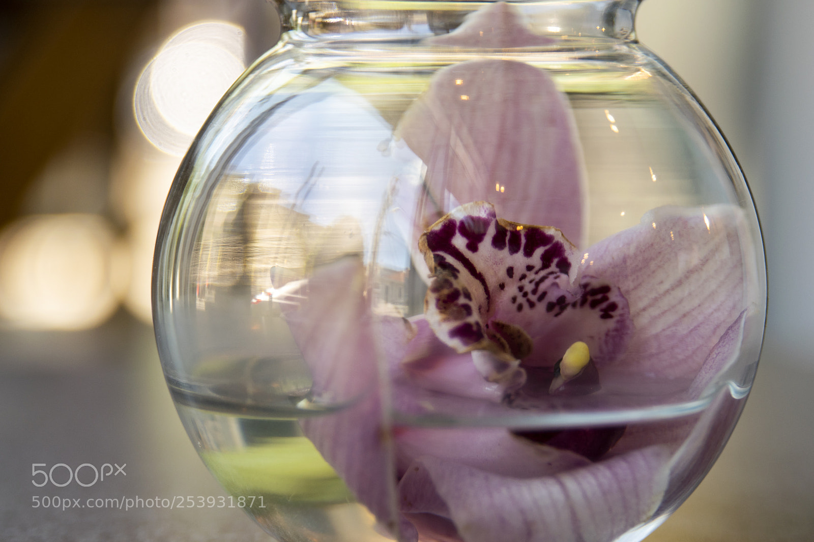 Nikon D3300 sample photo. Pink orchid flower in photography