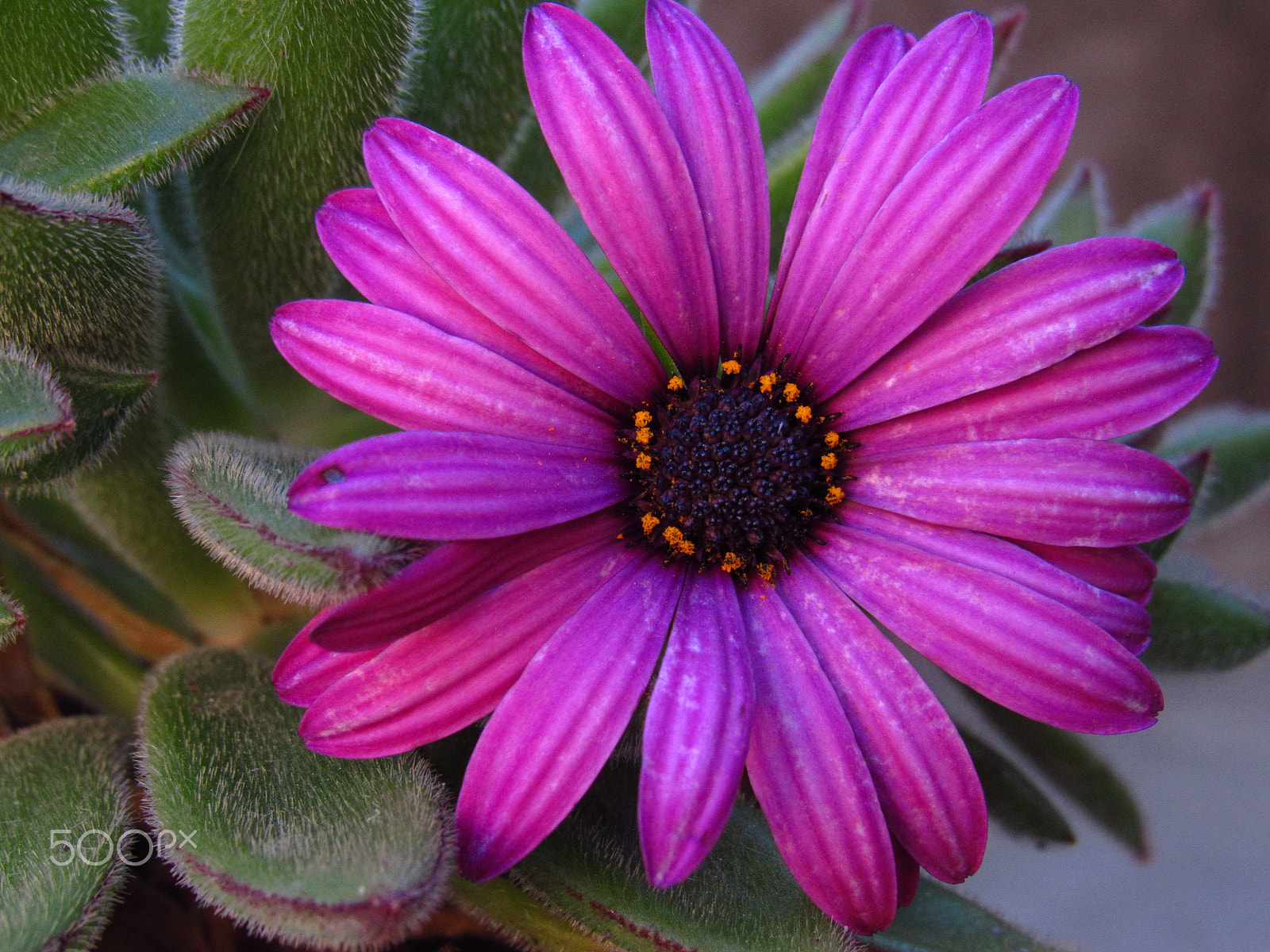 Canon PowerShot SX520 HS sample photo. Soñadora photography