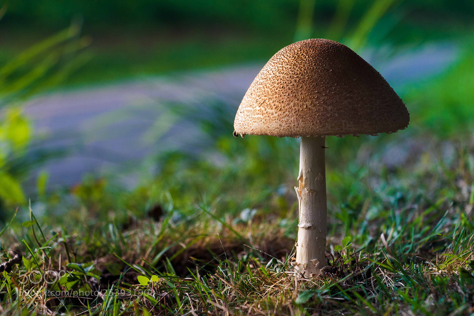 Canon EOS 70D sample photo. Mushroom lighting photography