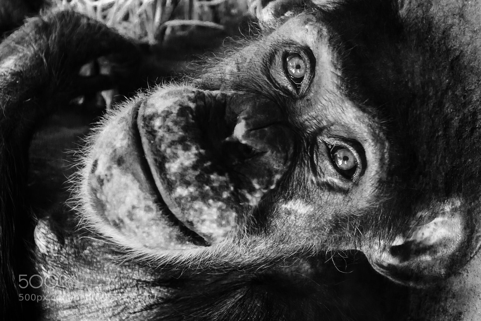 Nikon D7100 sample photo. Chimpanzee photography