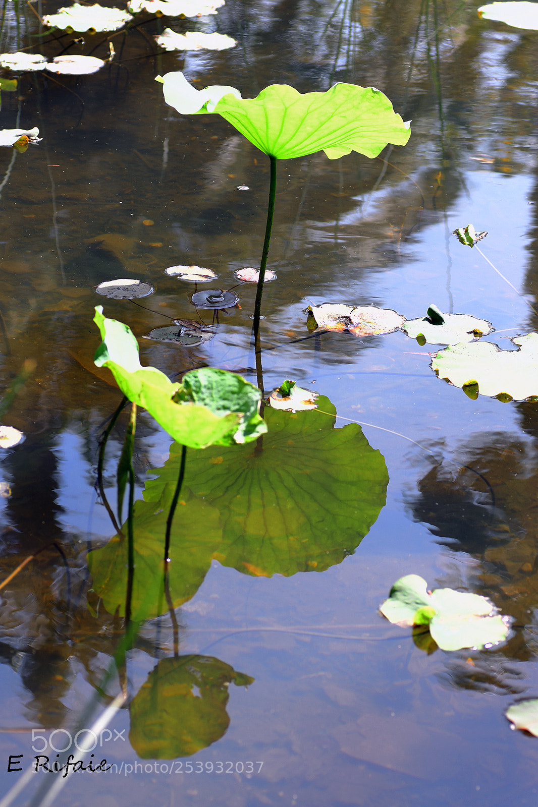 Nikon D7500 sample photo. Lake plant photography