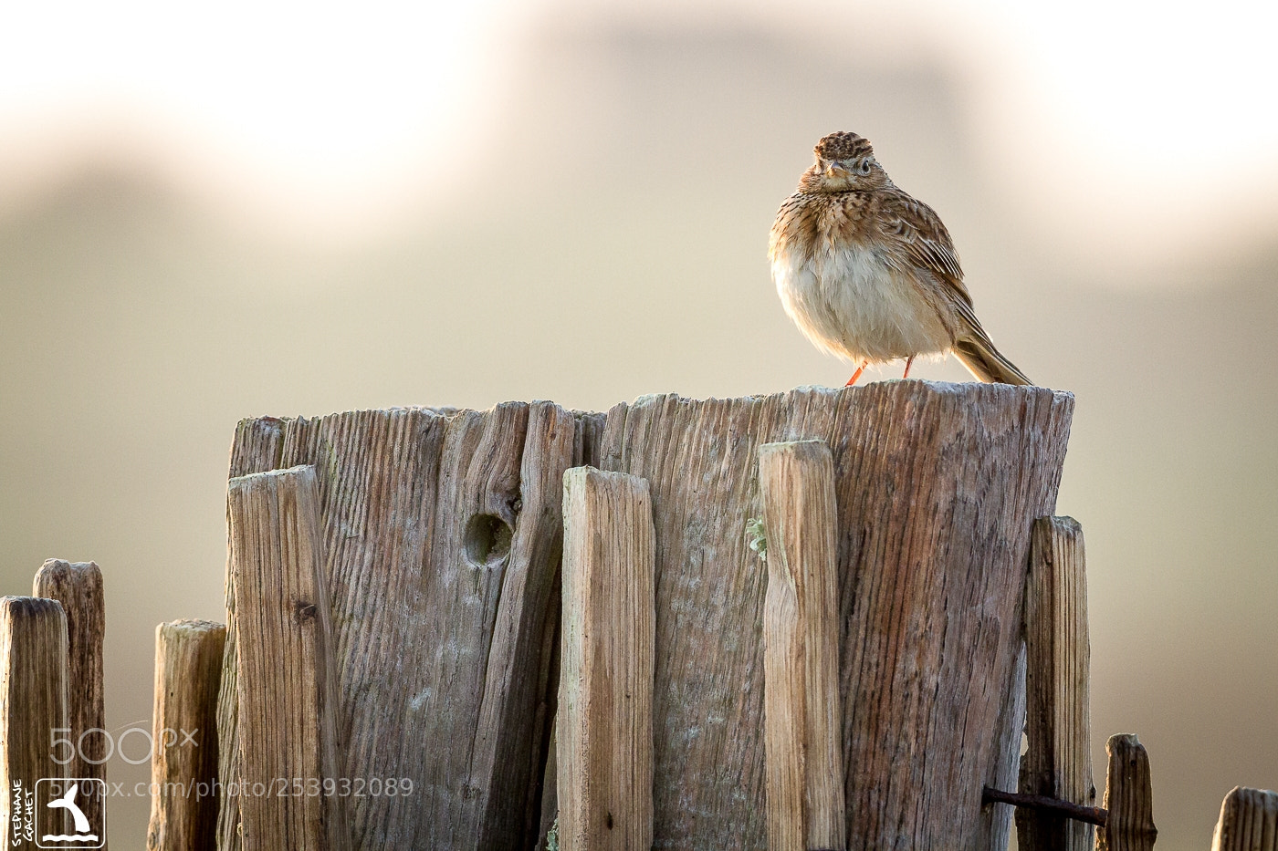 Canon EOS 7D sample photo. Alouette des champs photography
