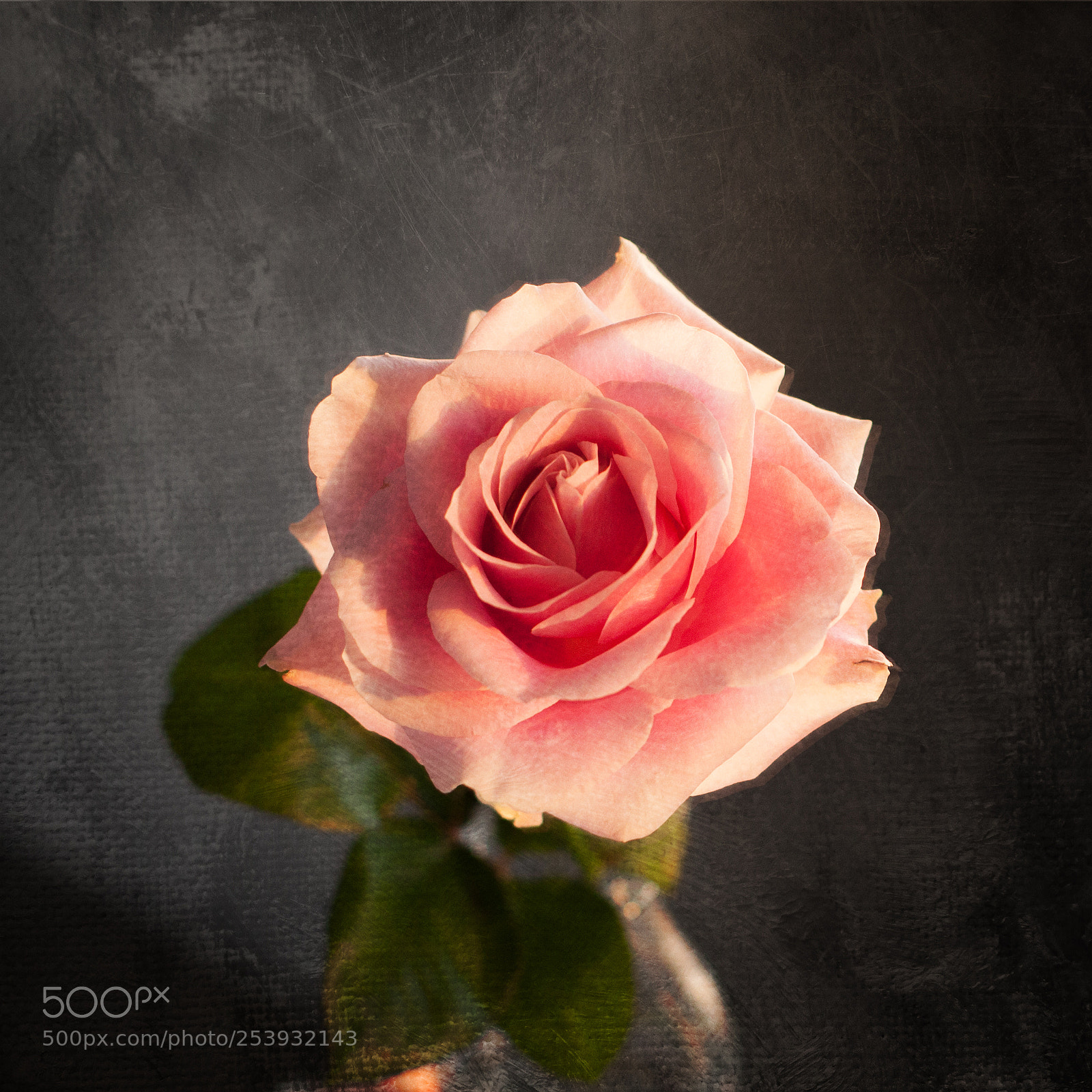 Canon EOS 5D Mark II sample photo. Painted rose photography