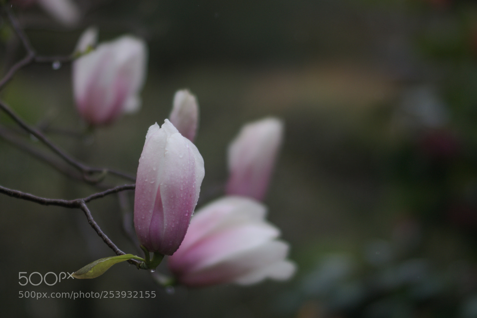 Pentax K-3 sample photo. Magnolia photography
