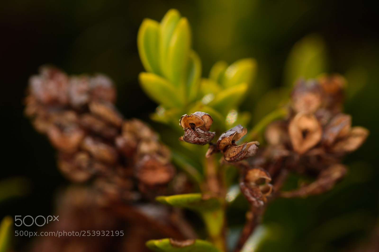 Nikon D7200 sample photo. Just buds... photography