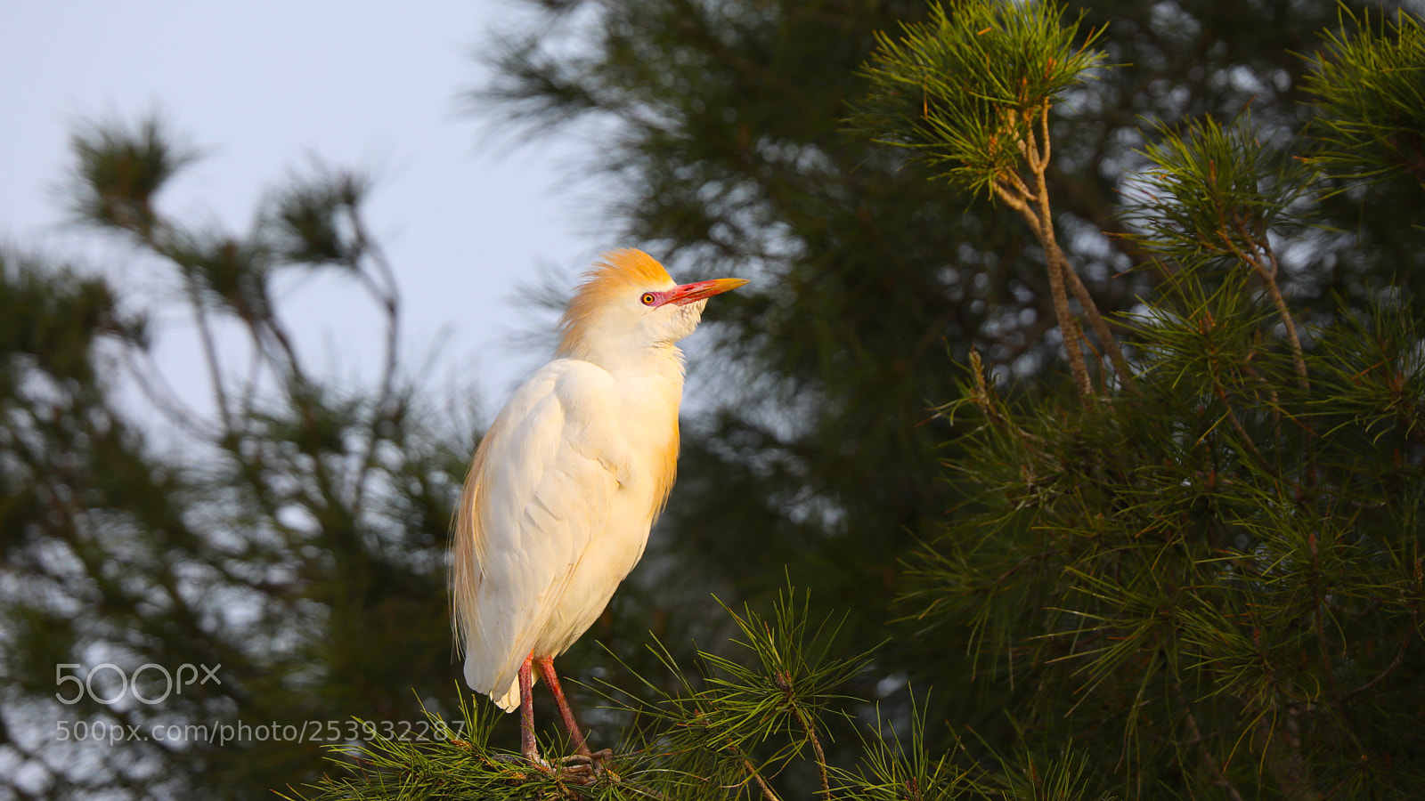 Canon EOS 5D Mark IV sample photo. Untitled photography