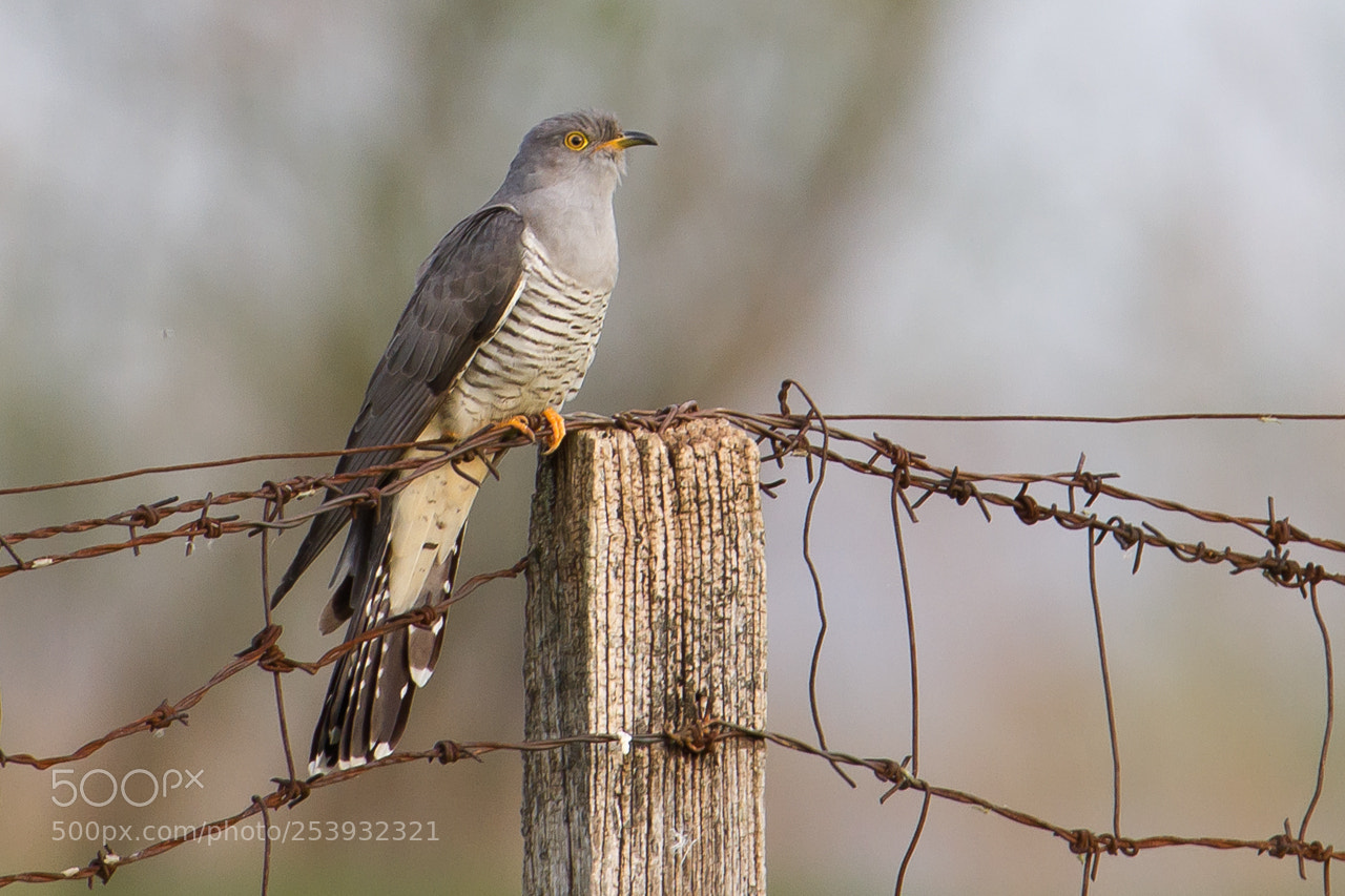 Canon EOS 7D sample photo. Common cuckoo - cuculus photography