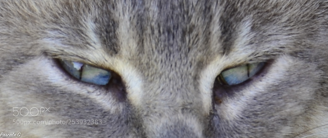 Nikon D5100 sample photo. The eyes photography