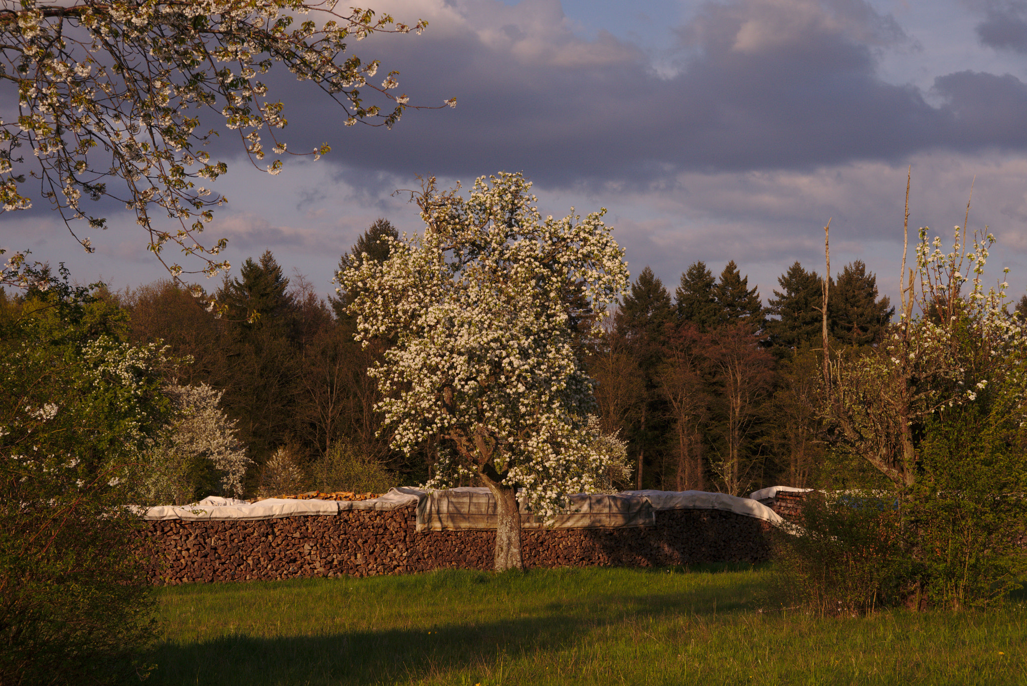 Nikon D800 + Manual Lens No CPU sample photo. Apple tree photography