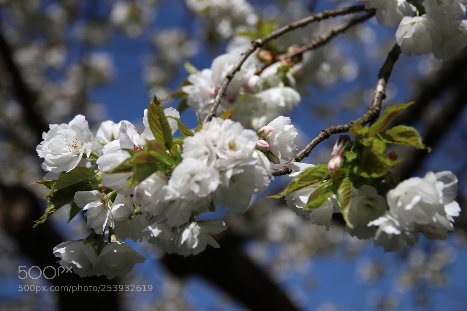 Canon EOS 80D sample photo. Blossoms  photography