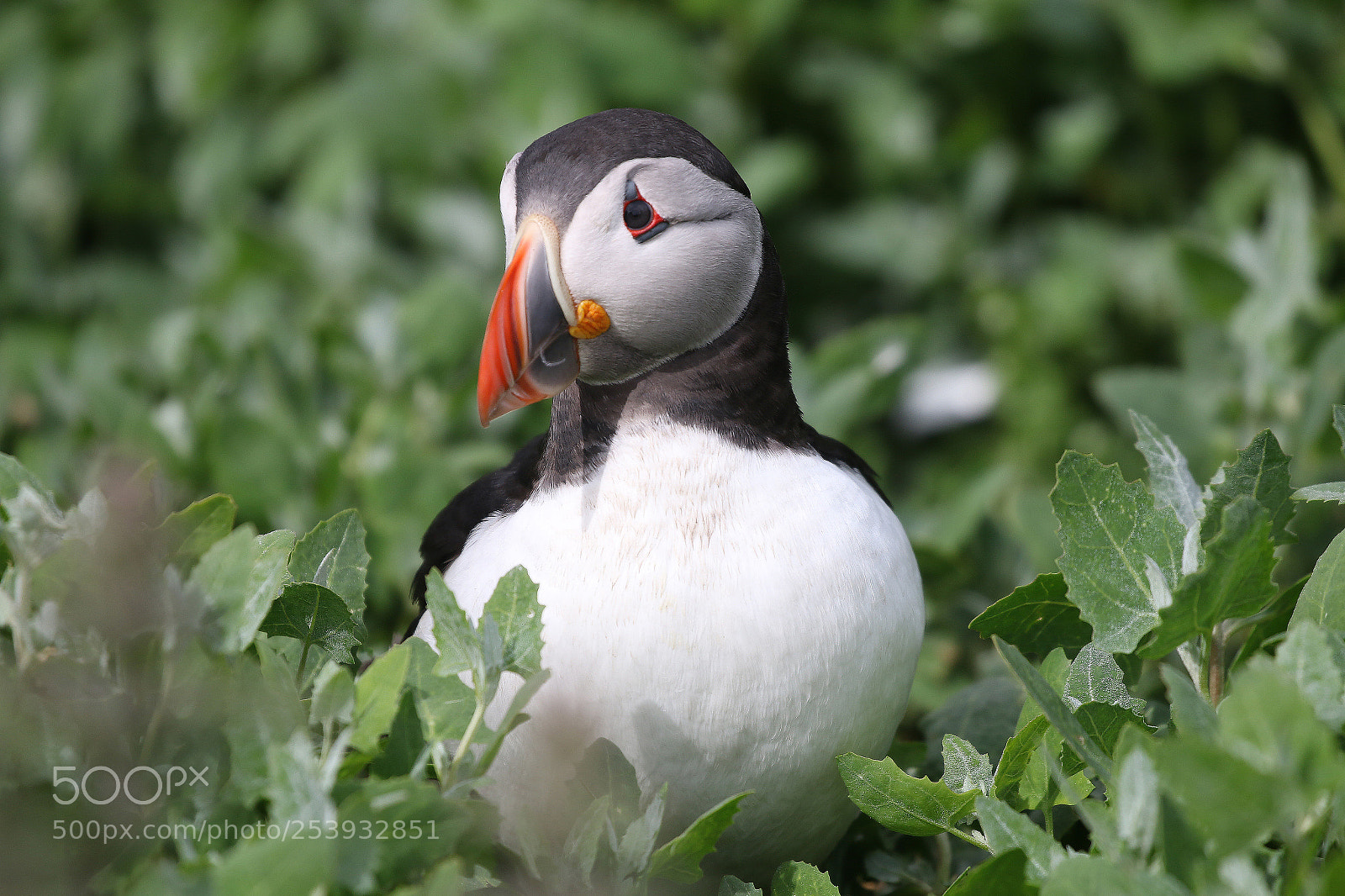 Canon EOS 70D sample photo. Atlantic puffin in the photography