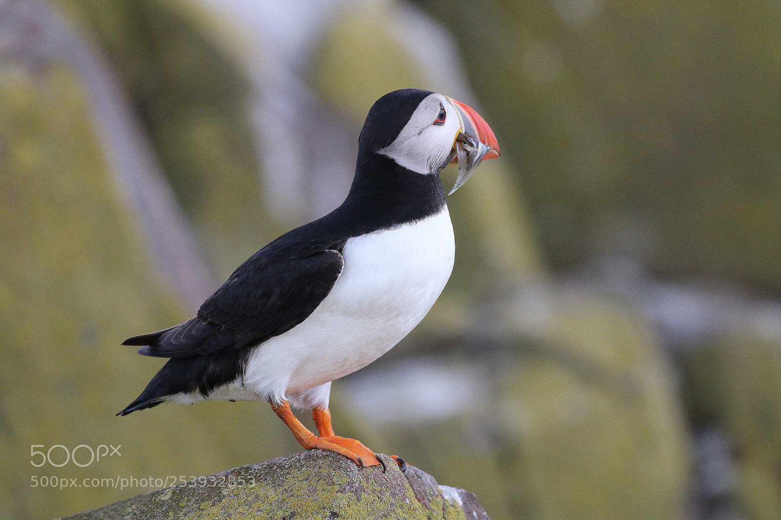Canon EOS 70D sample photo. Atlantic puffin in the photography