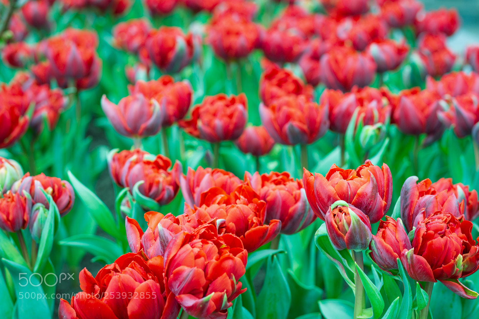 Canon EOS 700D (EOS Rebel T5i / EOS Kiss X7i) sample photo. Green or red photography