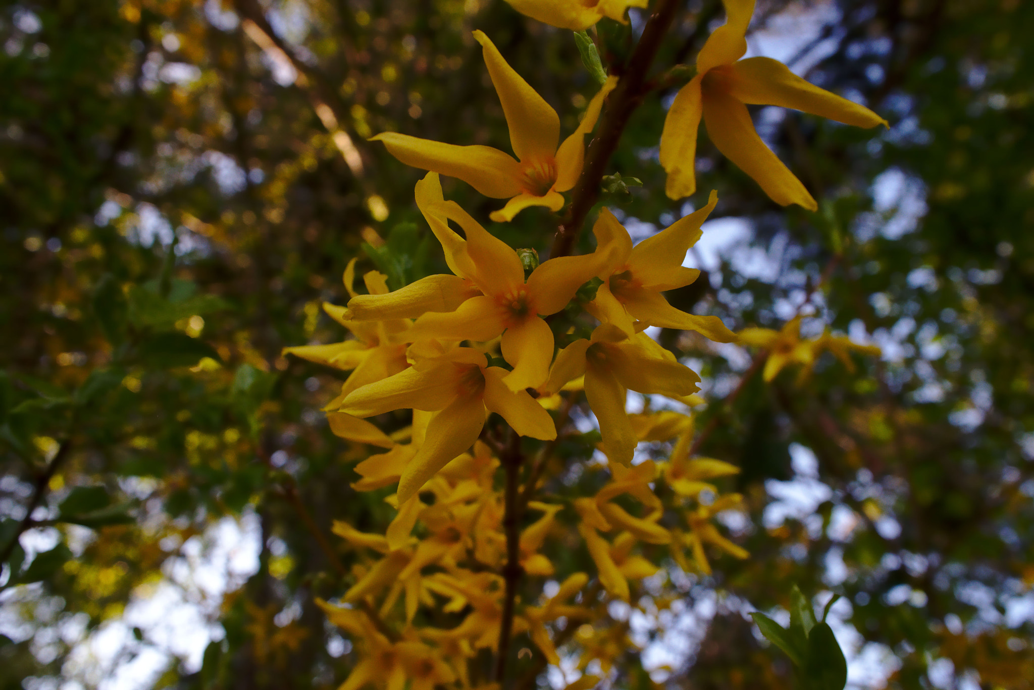 Nikon D800 sample photo. Forsythia tree photography