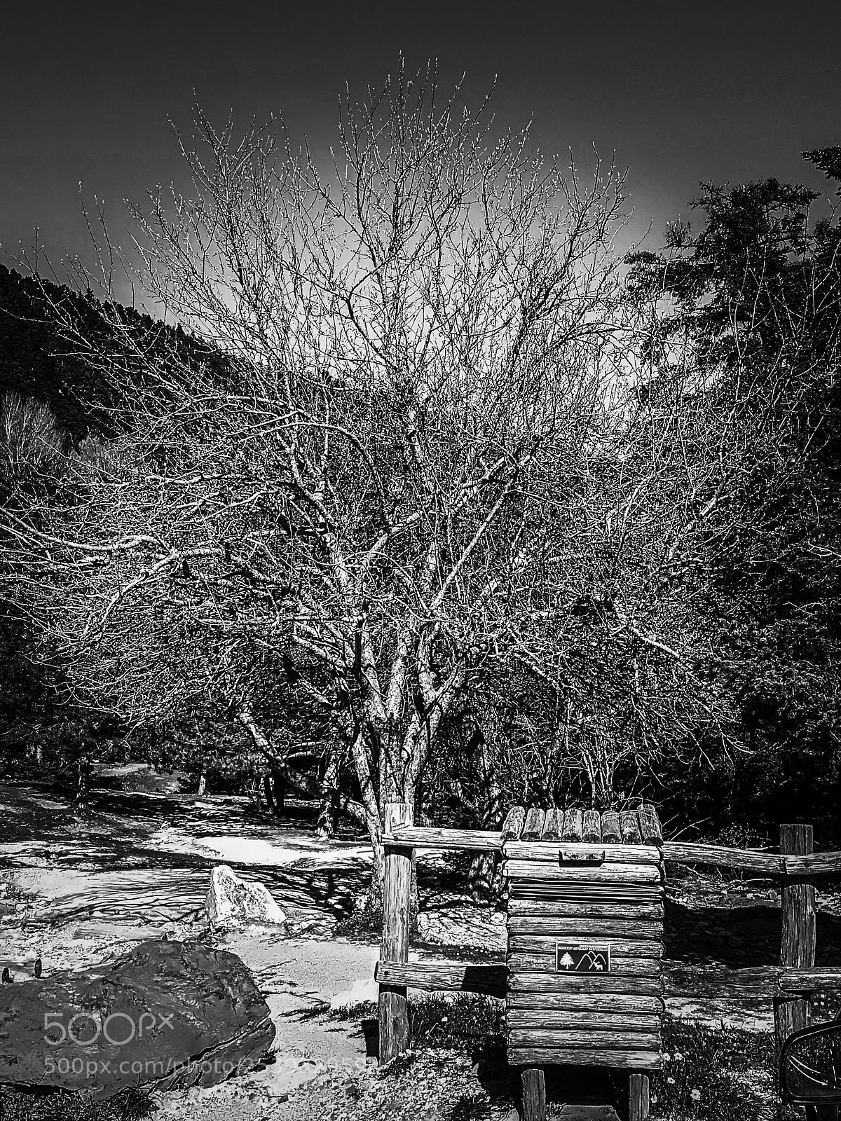 HUAWEI P10 lite sample photo. Fallen tree... photography