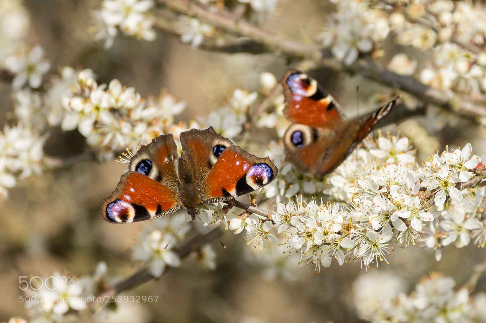 Nikon D7200 sample photo. Peacock butterfly photography